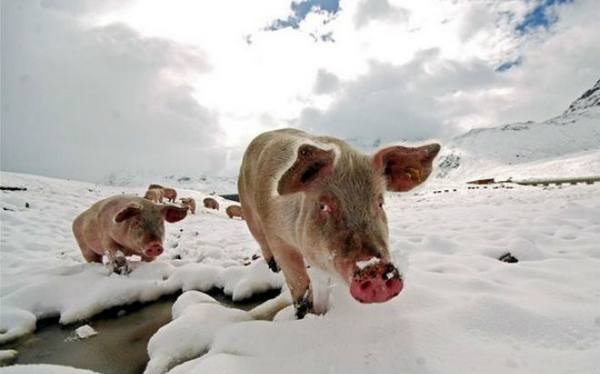 Как содержать свиней в зимнее время - фото