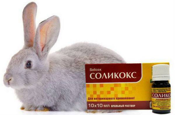 Применение препарата «Соликокс» на кроликах - фото