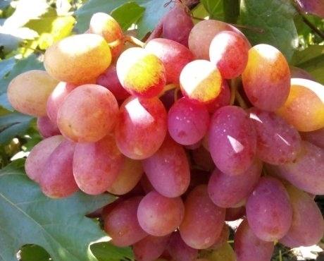 Как правильно выращивать сорт винограда Преображение? - фото