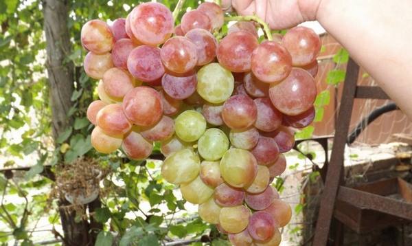Сорт винограда Розмус  настоящее лакомство для любителей сладких ягод - фото