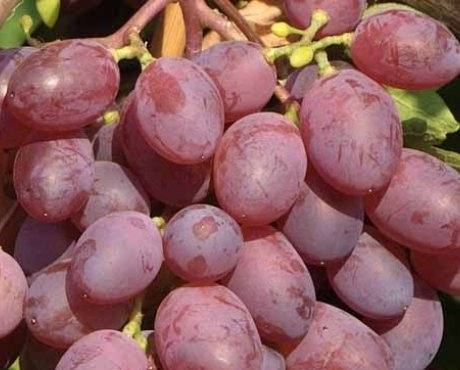 Сорт винограда Виктория: описание и агротехника - фото