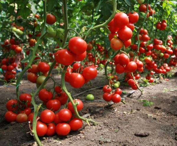 Сорта помидоров для теплиц - фото