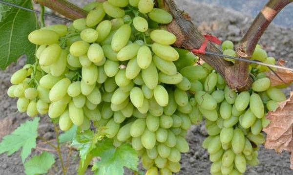 Сорта винограда кишмиш  не только изюм, но и свежее ягодное лакомство - фото