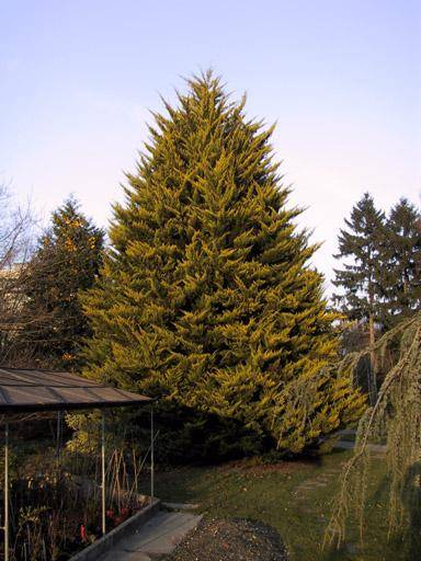 Сосна и дерево родственное сосне - сильные биоэнергетики на приусадебном участке с фото