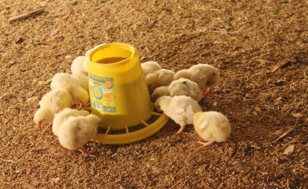 Раскрываем секреты комбикормов для питания цыплят и учимся их готовить с фото