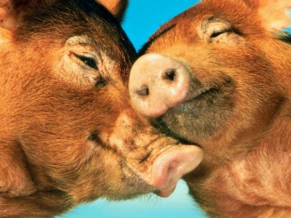 Полная информация по спариванию (случке) свиней - фото