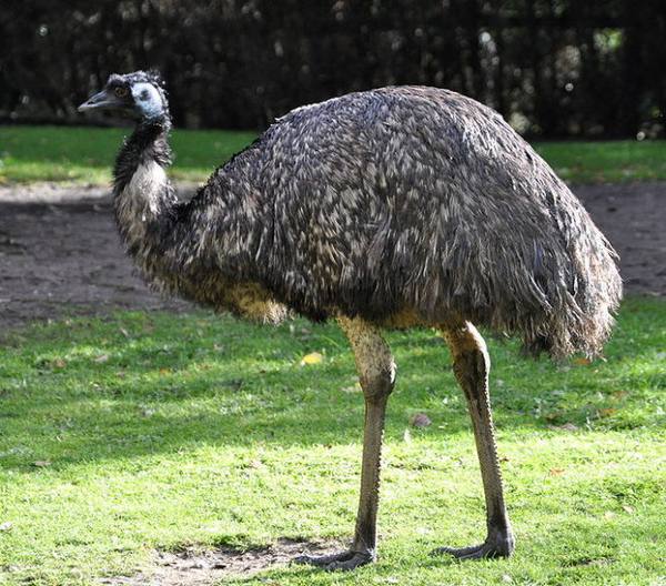 Особенности австралийских страусов Эму и их характеристика с фото