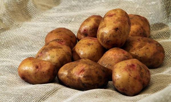 Свитанок Киевский: характеристика сорта картофеля с фото