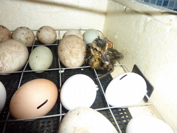 Температура в утином инкубаторе и нужно ли мыть яйца перед закладкой - фото