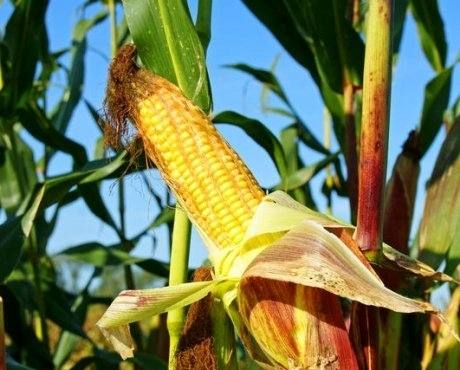 Правильная технология возделывания кукурузы на силос - фото