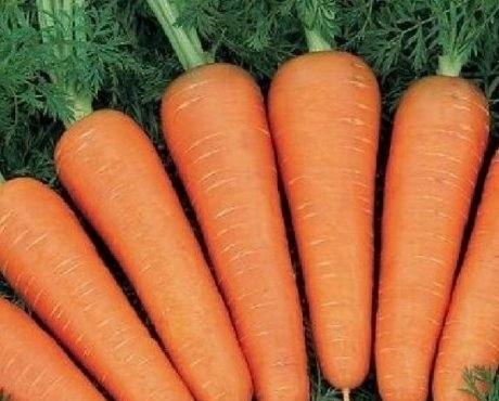 Технология возделывания моркови: посадка, уход и борьба с вредителями - фото