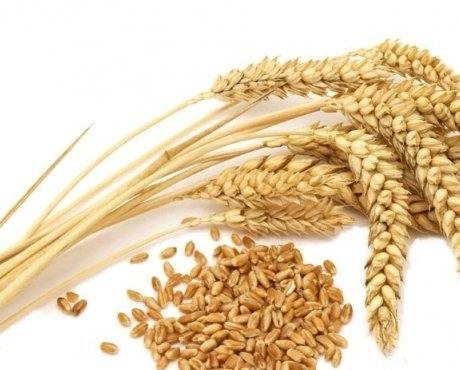 Лучшие сорта пшеницы озимой: посадка и уход