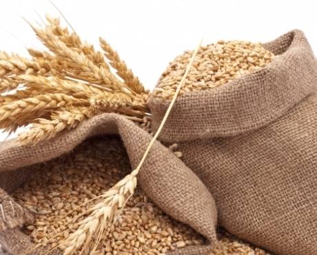 Пшеница озимая лучшие сорта: посадка и уход