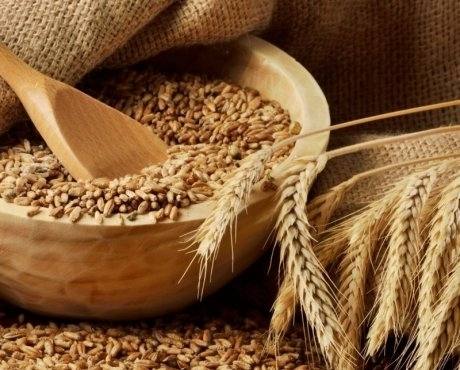 Лучшие сорта и технология выращивания озимой пшеницы - фото