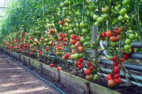 Тепличные сорта томатов: какой лучше выбрать? с фото