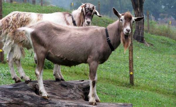 Как разводить Тоггенбургскую породу коз и ухаживать за ней - фото
