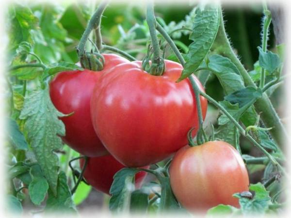 Описание и выращивание томатов сорта «Абаканский розовый» - фото