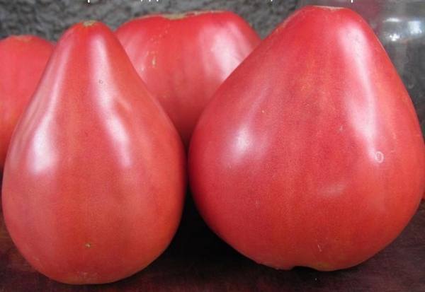 Описание и выращивание томата «Батяня» - фото