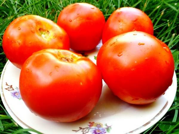 Описание и выращивание сорта томатов «Белый налив» - фото