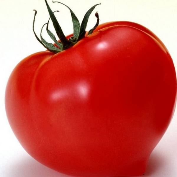 Ранний сорт крупноплодных томатов «Большая мамочка»: описание и выращивание с фото