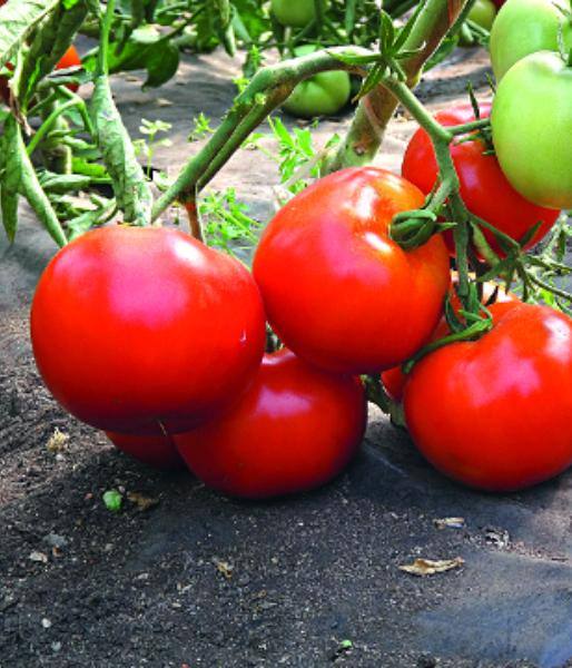 Описание и выращивание раннего сорта томатов «Большая мамочка» с фото