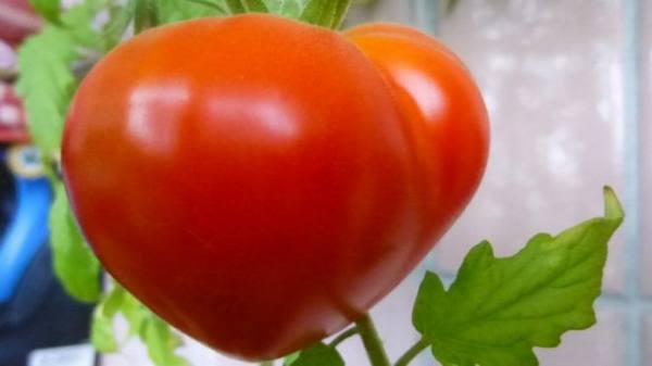 Описание и характеристика сорта томатов с высокой урожайностью - «Буденовка» с фото