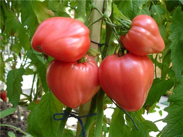 Выращиваем томаты сорта «Бычье сердце» - фото