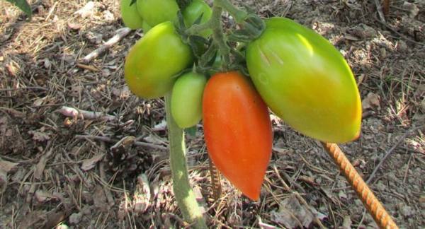 Как вырастить сорт томатов «Челнок» у себя на грядке - фото