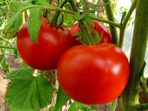 Описание и характеристика среднеспелых томатов сорта «Демидов» - фото