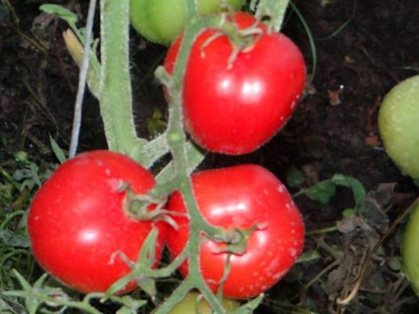Как выращивать и ухаживать за томатом «Дубрава» с фото