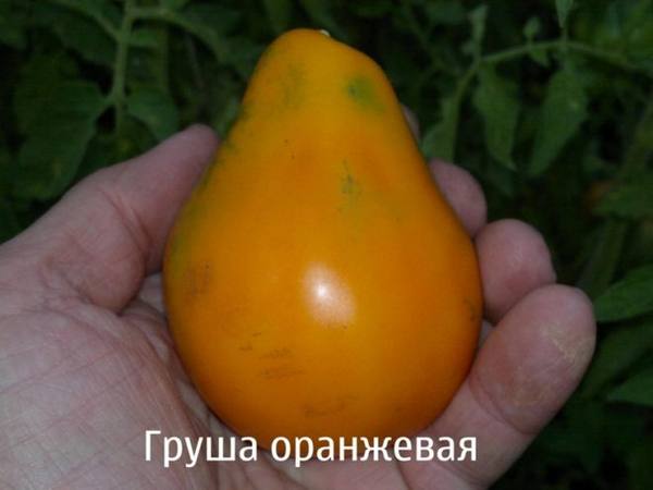 tomat grusha opisanie sortov kharakteristika foto 4