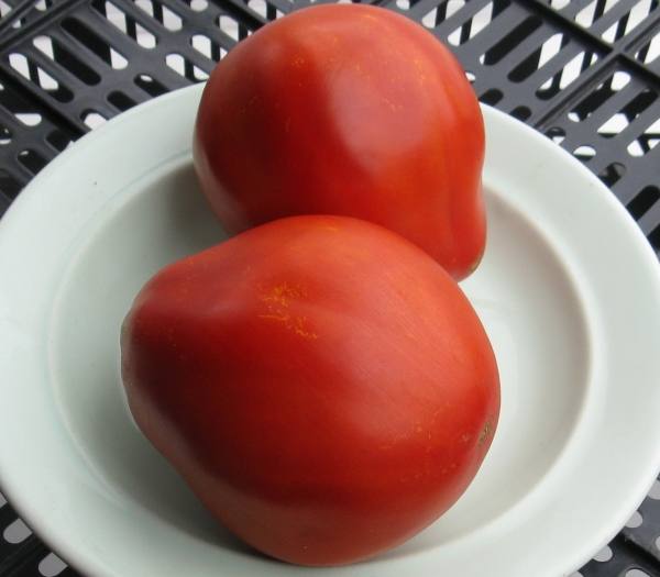 tomat grusha opisanie sortov kharakteristika foto 5