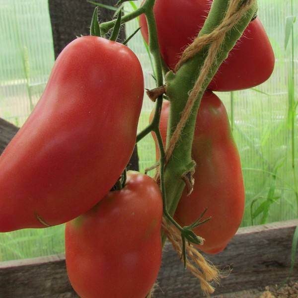 tomat grusha opisanie sortov kharakteristika foto 7