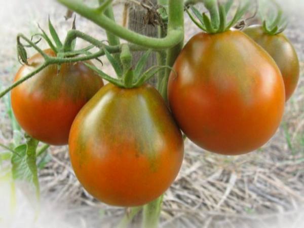 Грушевидные сорта томатов, их описание и характеристики - фото