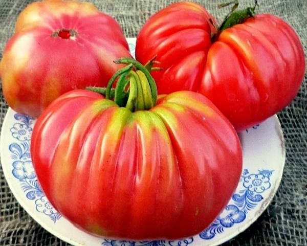 Описание и характеристика сорта томатов для сладкоежек - розового и красного «Инжира» с фото