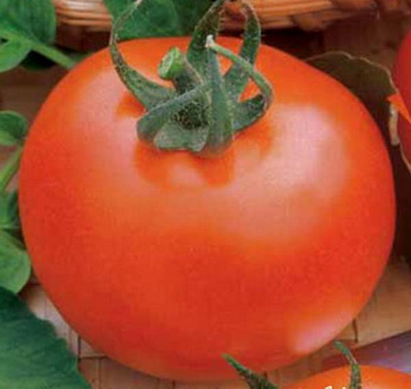 Описание высокоурожайного гибридного сорта томатов «Ирина» - фото