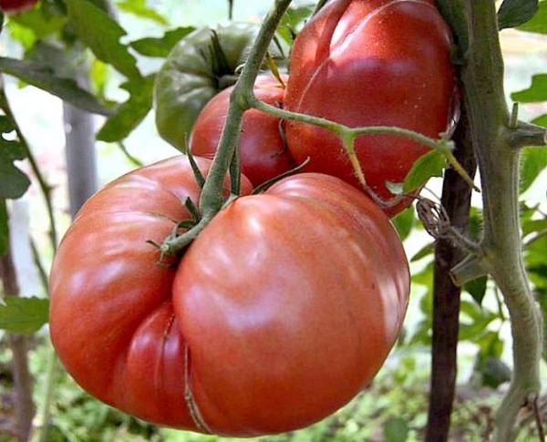 Описание и характеристика среднераннего томата «Хлебосольный» с фото