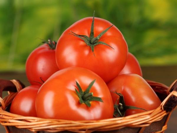 Описание и выращивание томата Красная шапочка» с фото