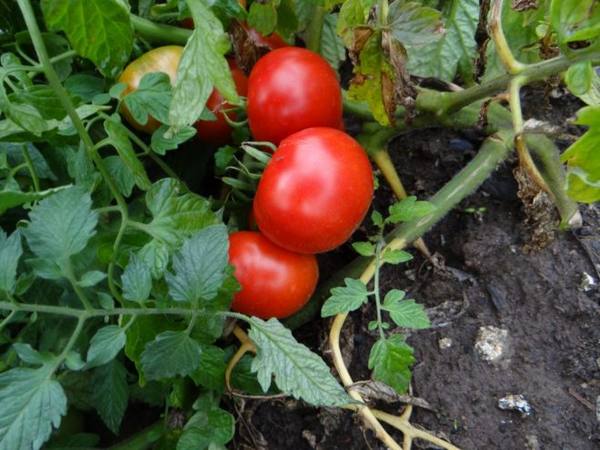 Выращивание и уход за томатом «Лабрадор» - фото