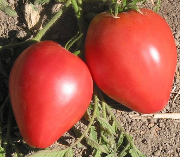 Выращивание томатов «Лентяйка», описание и характеристика сорта - фото