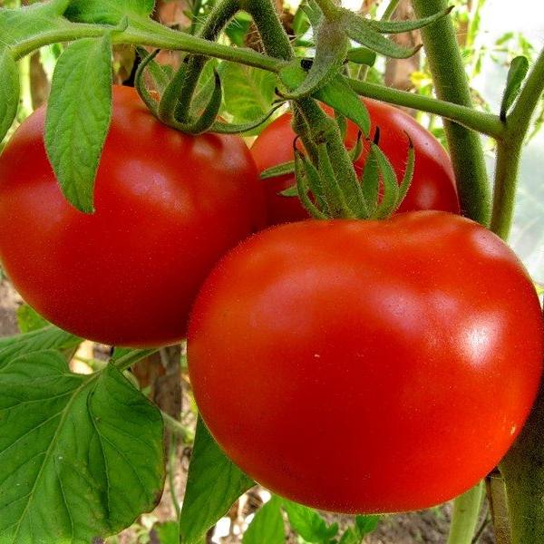 Описание и характеристика нового сорта томатов - «Махитос F1» с фото