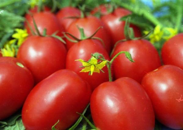 Сорт томата «Маруся» - украшение вашей грядки с фото