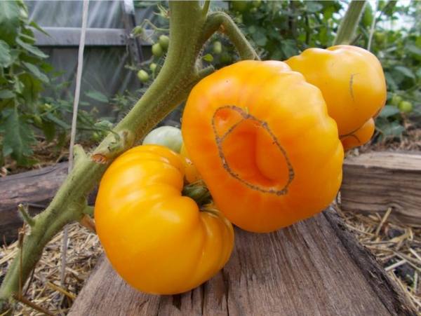 Характеристика и описание томатов «Микадо» - фото