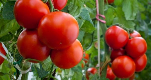 Полное описание и характеристики томатов «Настенька» - фото