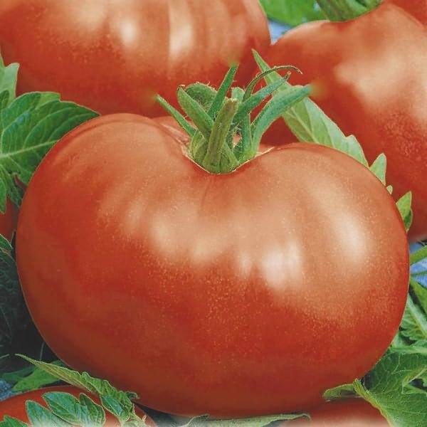 Описание и характеристика вида томатов - «Непасынкующийся розовый» - фото