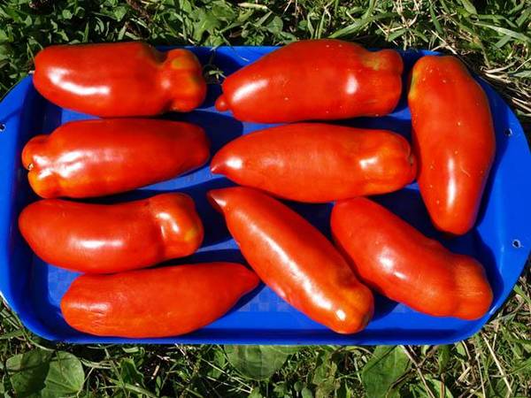 Как вырастить рекордный урожай перцевидных томатов - фото