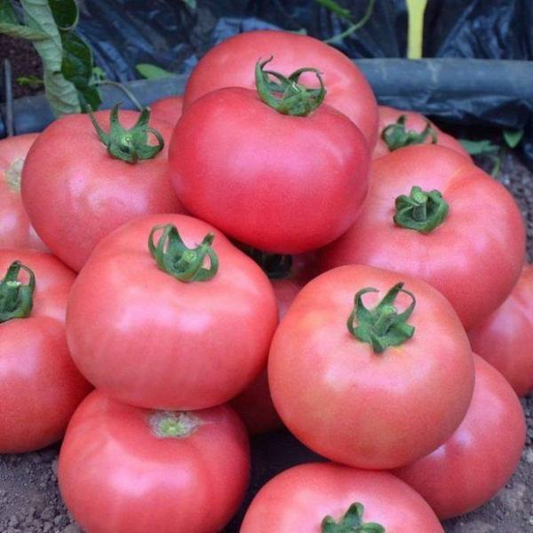 Описание и характеристика урожайного и вкусного томата «Розмарин F1» - фото
