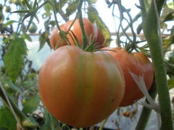 Описание томата «Шапка Мономаха» и его выращивание - фото