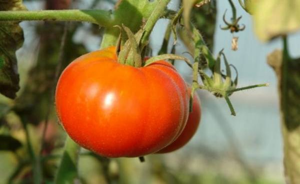 Настоящий «Сибирский» томат с фото