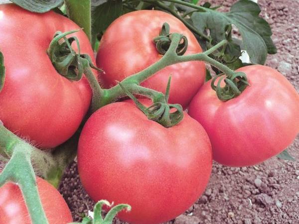 Интересный сорт томатов «Столыпин», его характеристика и описание - фото